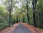 Nijreesbos